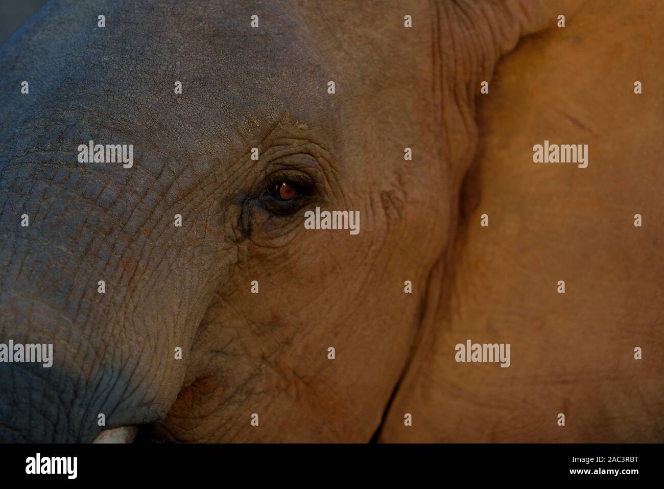 Grande elefante tusker ritratto migliori foto di elefante Foto Stock