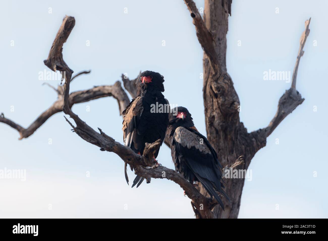 Bateleur eagle giovane coppia Foto Stock