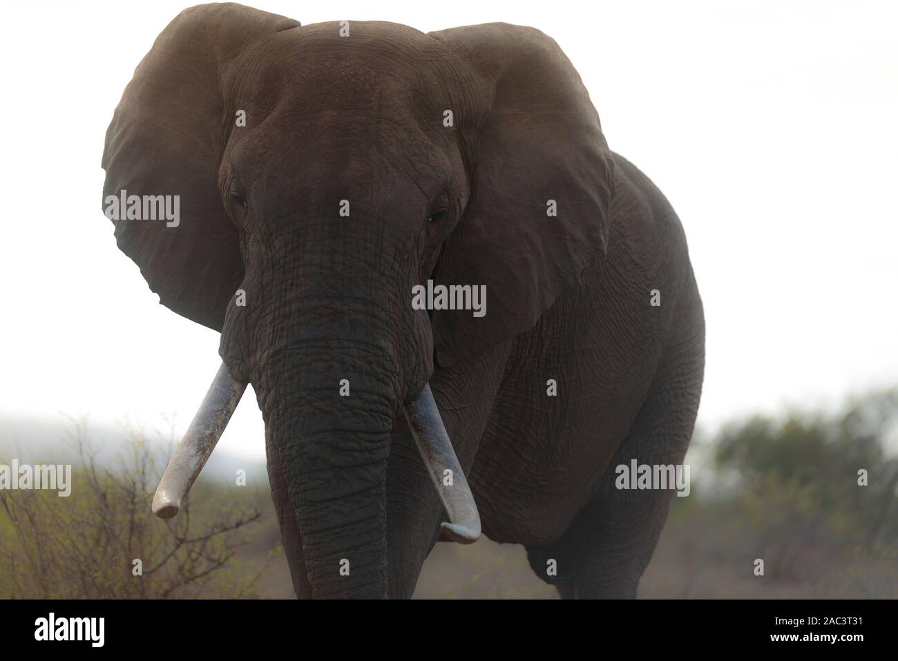 Ritratto di Elefanti Elefante africano Foto Stock