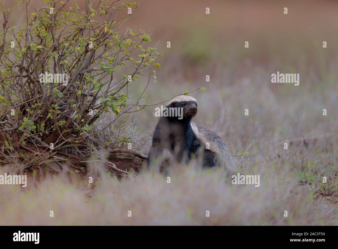 Honey badger nel deserto, miele selvatico badger Foto Stock