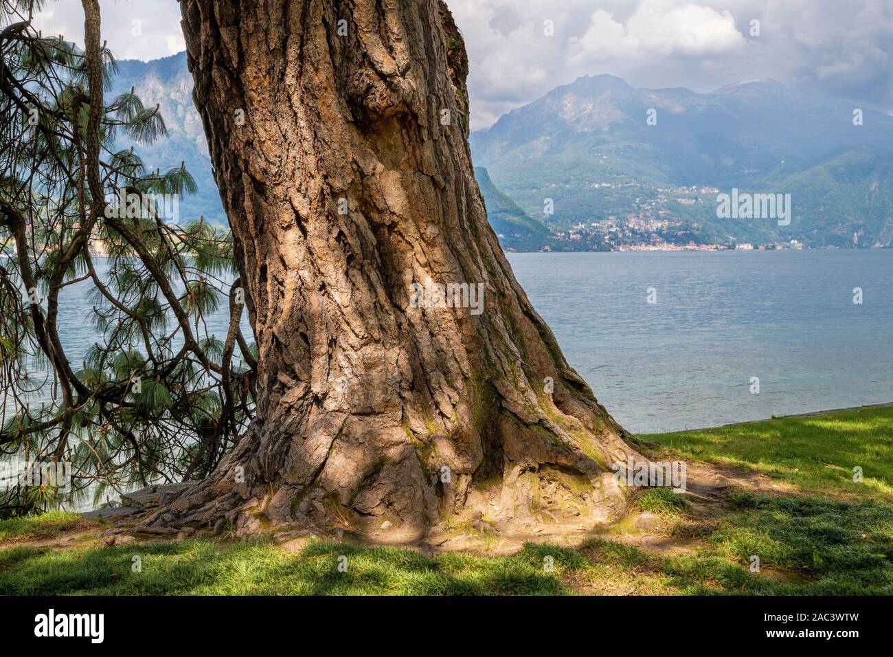 Bellagio - Il vecchio pino mediterraneo sul litorale del lago di Como. Foto Stock