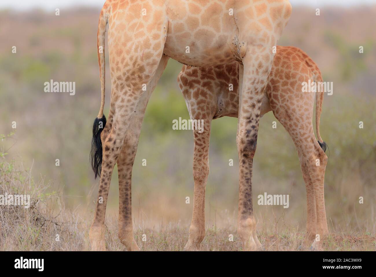La giraffa, giraffe claf best giraffe Foto Stock