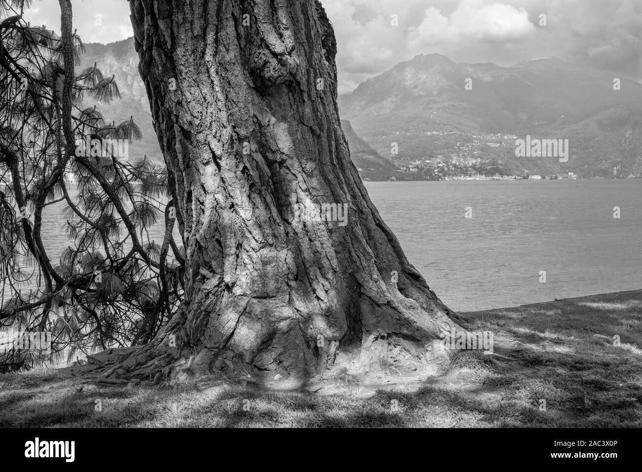 Bellagio - Il vecchio pino mediterraneo sul litorale del lago di Como. Foto Stock