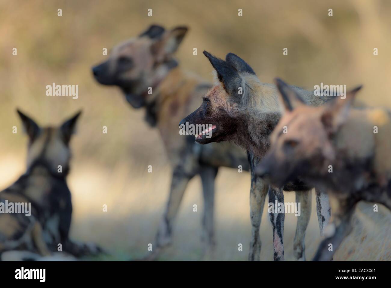 Selvatico Africano, cane lupo dipinto cape cane da caccia Foto Stock