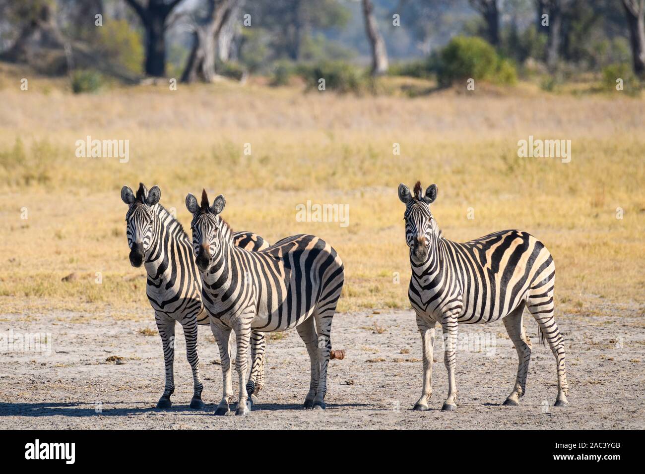 Zebra di Burchell, Equus quagga Burchellii, Macatoo, Delta di Okavango, Botswana. Conosciuto anche come pianure o ZEBRA comune Foto Stock