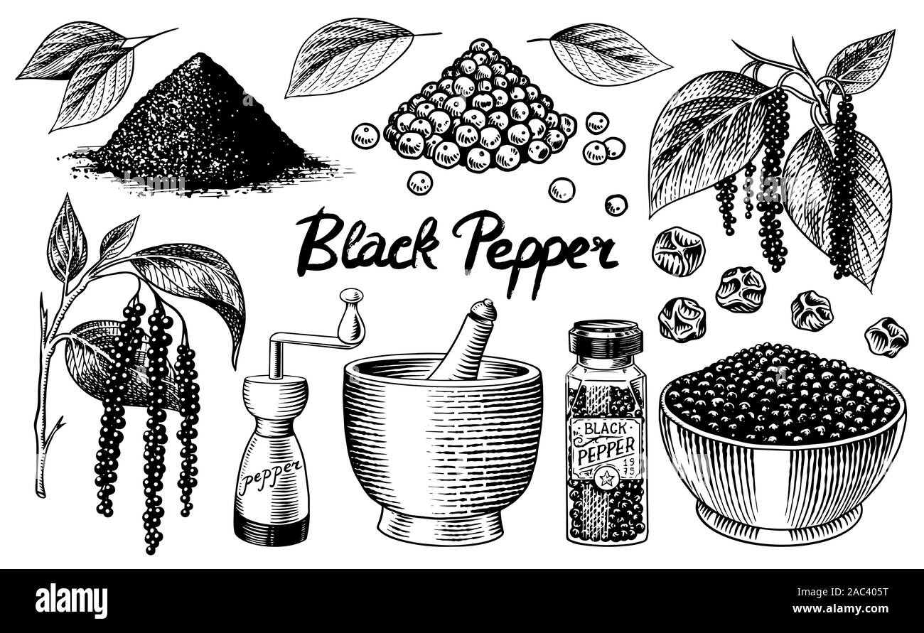 Pepe nero impostato in stile vintage. Mortaio e pestello, il pepe della Giamaica o peppe, Mill e semi secchi, un mazzetto di spezie. Condimento a base di erbe per la cottura Illustrazione Vettoriale