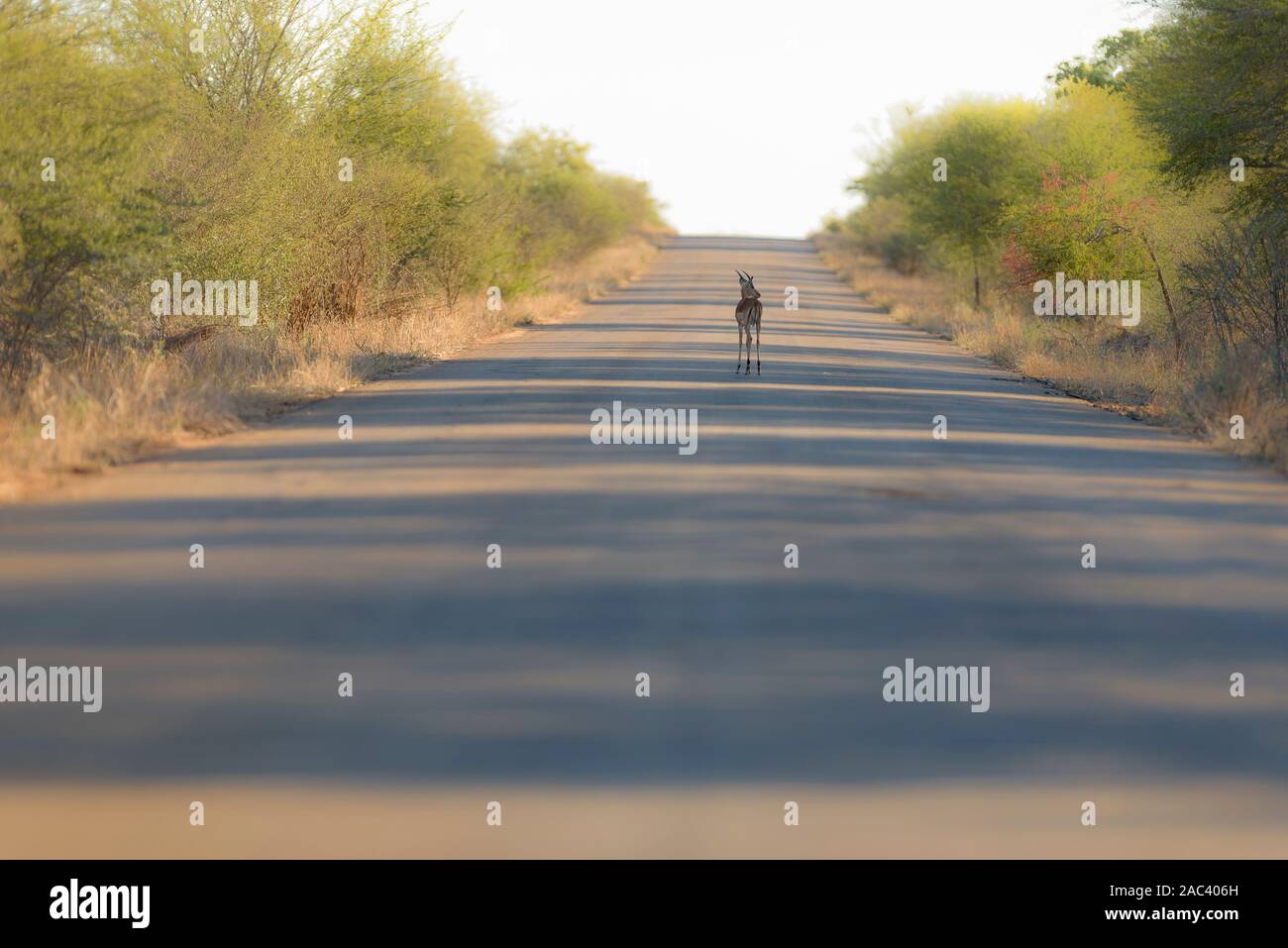 Impala, selvatico africano impala Foto Stock