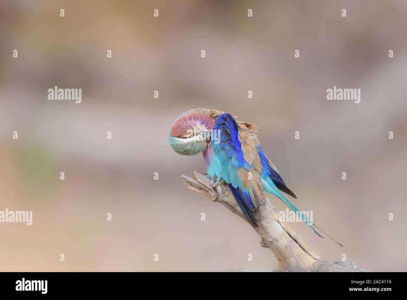 Rullo europea appollaiato su un albero Foto Stock