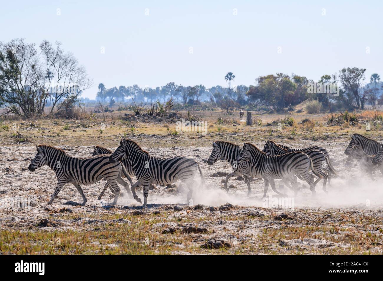Mandria di zebra di Burchell, Equus quagga burchellii, running, Macatoo, Okavango Delta, Botswana. Conosciuto anche come pianure o ZEBRA comune Foto Stock