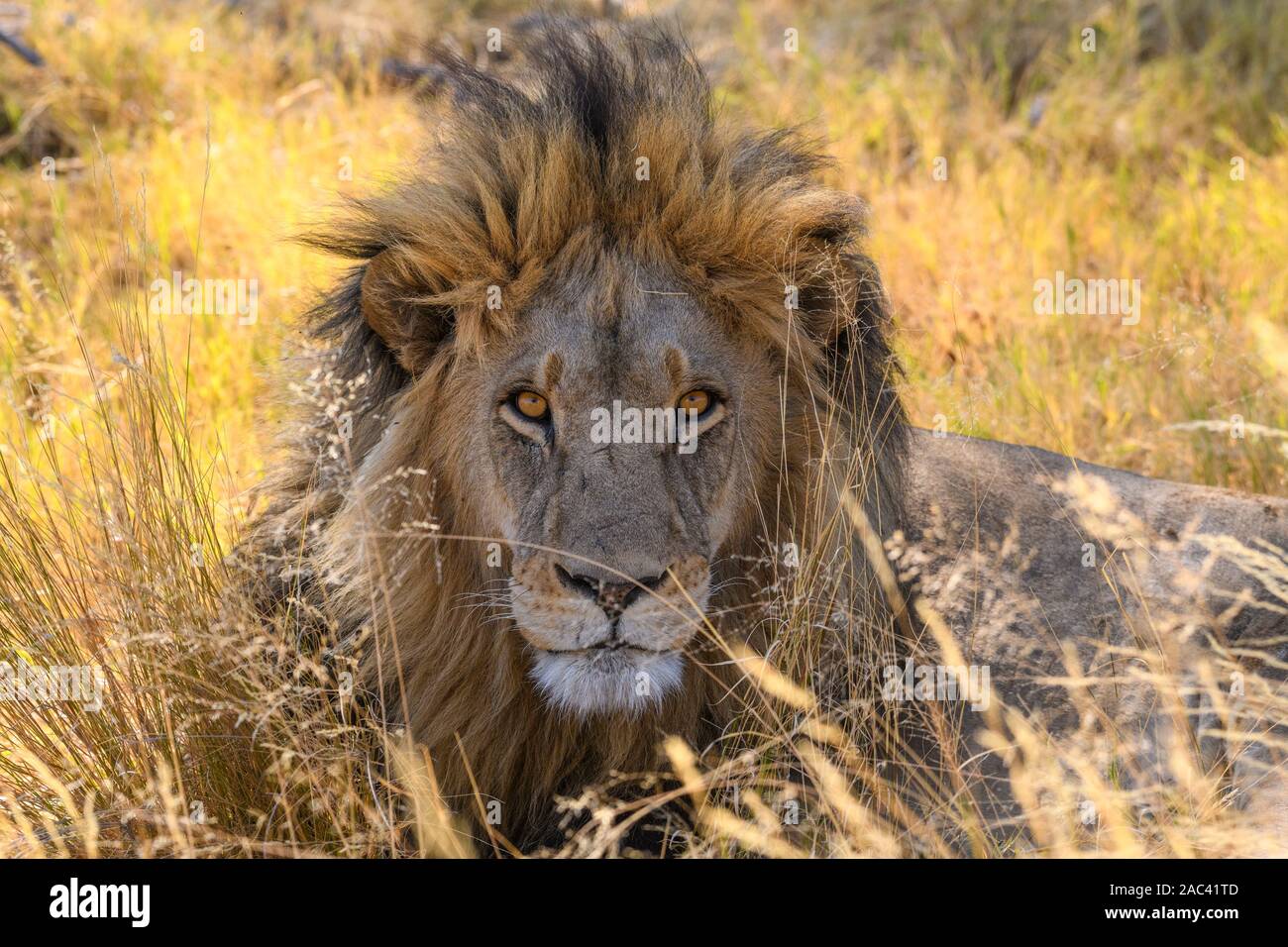 Leone maschio, leone Panthera, in erba lunga, Macatoo, Delta Okavango, Botswana Foto Stock