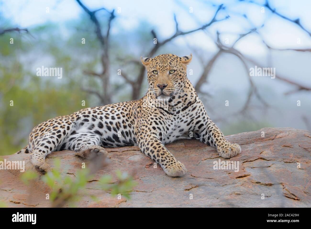 Leopard, Leopard africano ritratto savana Foto Stock