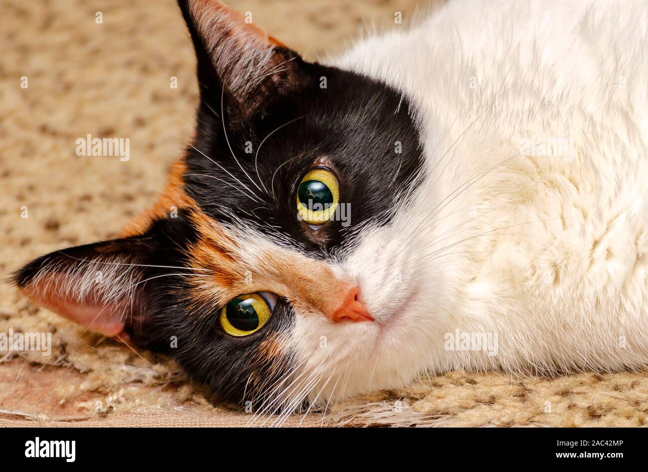 Zucca, un quattro-anno-vecchia gatta calico, fissa sul pavimento, nov. 22, 2019, in Coden, Alabama. Circa 99. Il 9 per cento dei gatti calico sono di sesso femminile. Foto Stock
