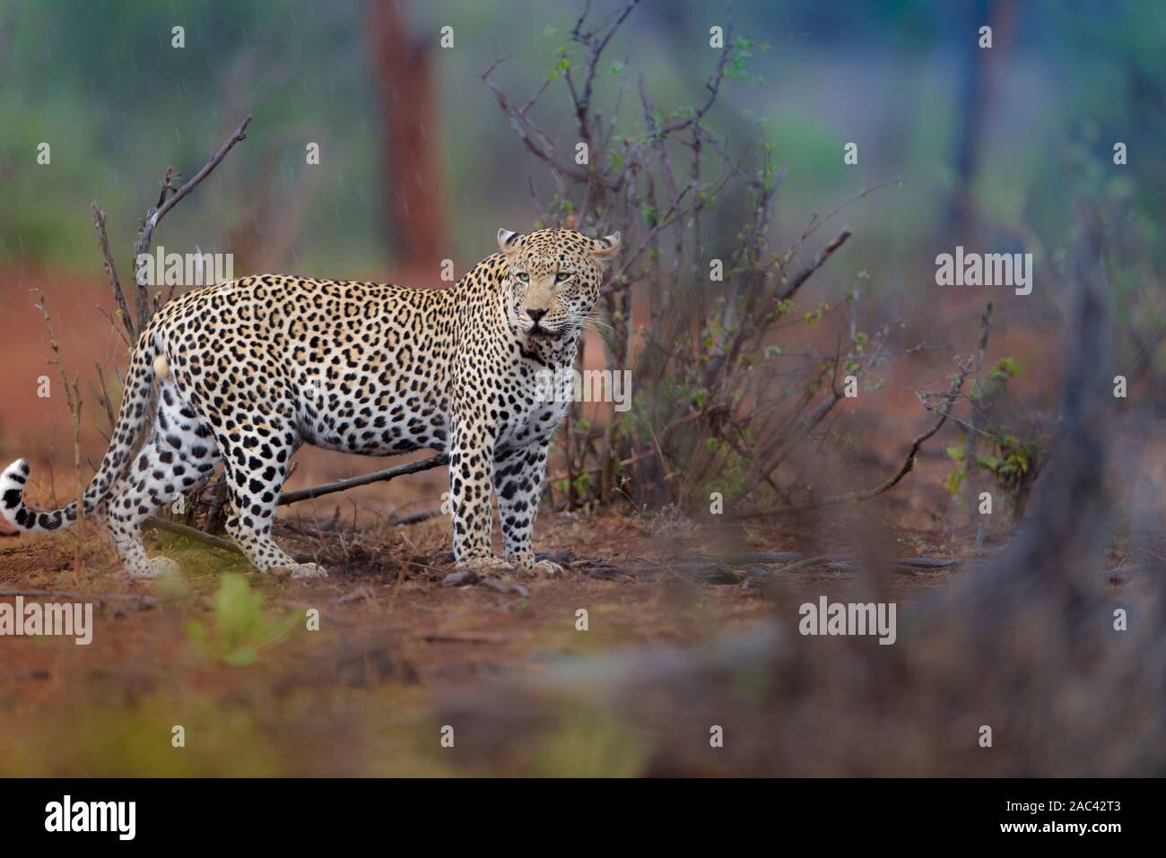 Ritratto di Leopard leopard maschio Foto Stock
