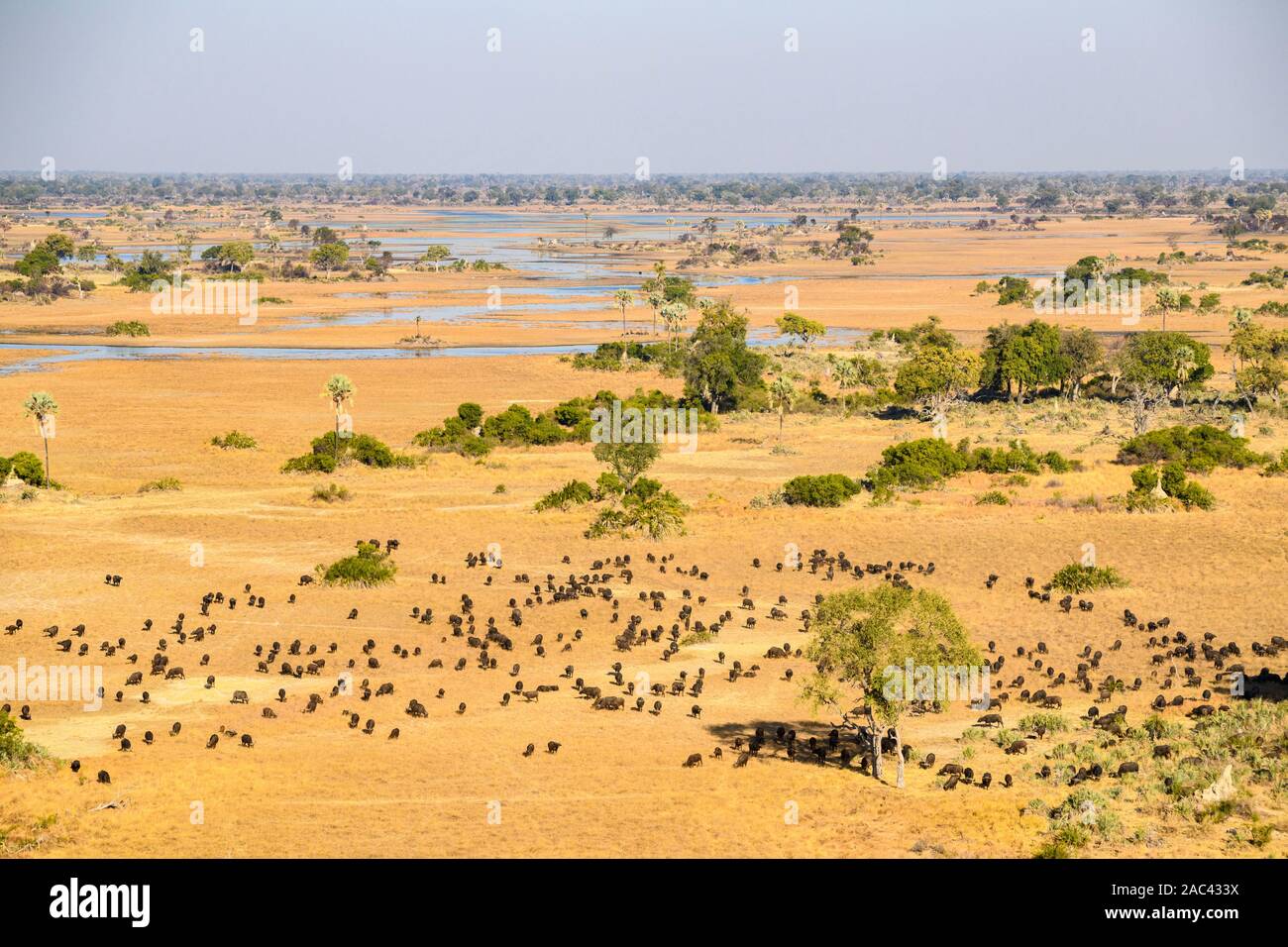 Veduta aerea di una mandria di bufali africani o di bufali del Capo, di Syncerus caffer, di Macatoo, del Delta dell'Okavango, del Botswana Foto Stock