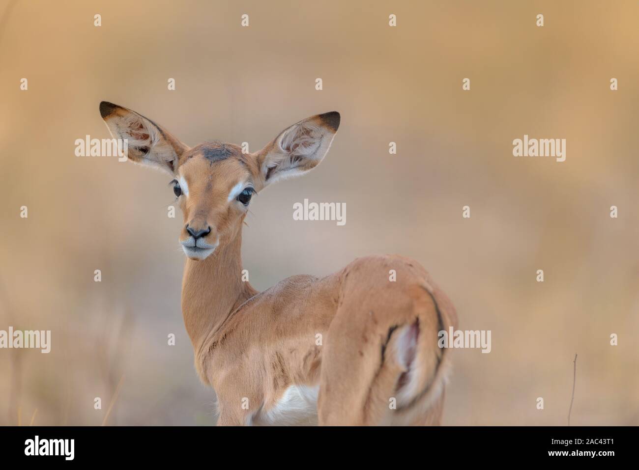 Baby impala vitello e mom Foto Stock