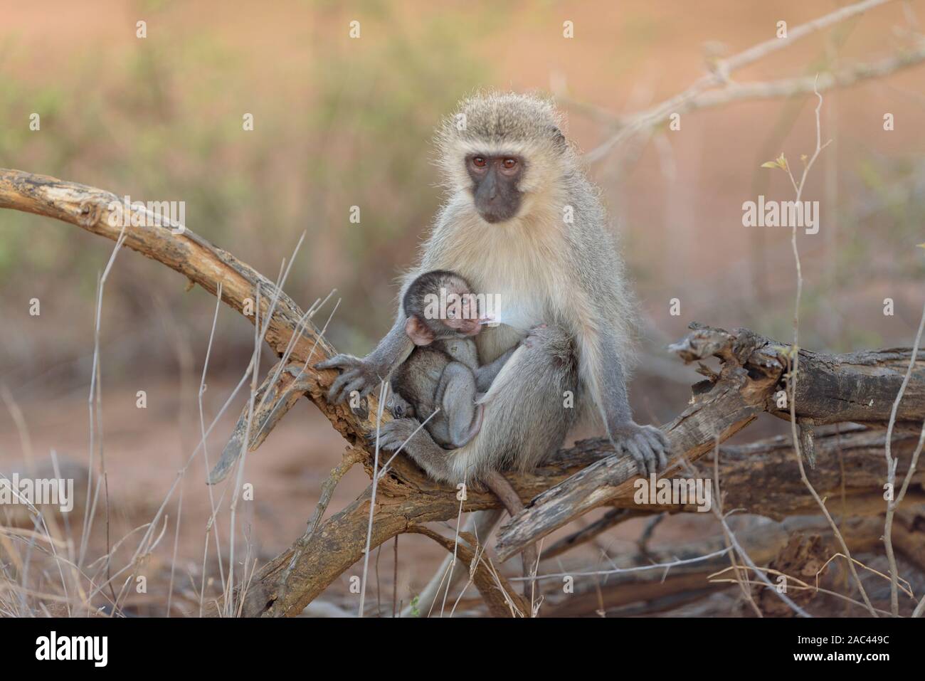 Vervet monkey baby con mamma scimmia africana Foto Stock