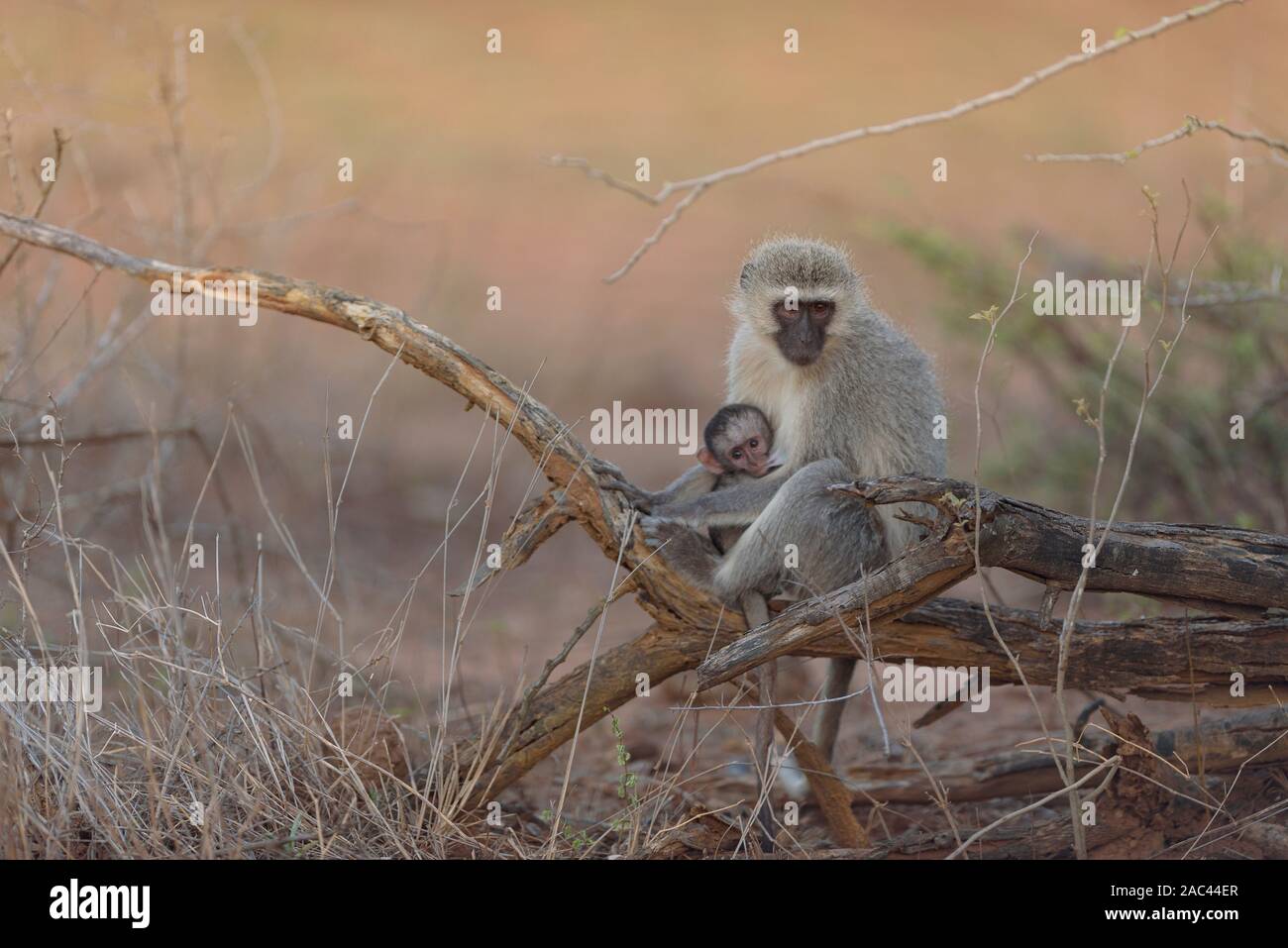Vervet monkey baby con mamma scimmia africana Foto Stock