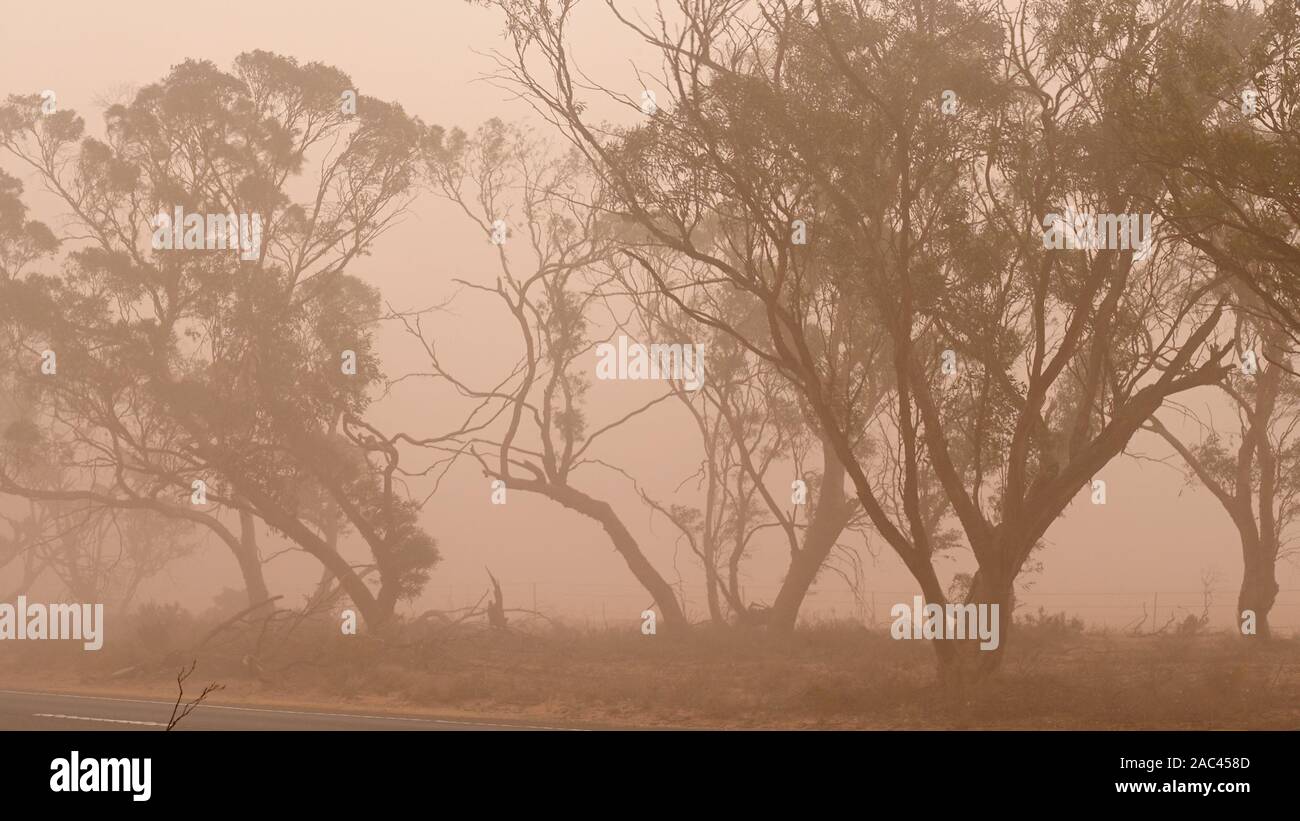 Alberi su strada parzialmente oscurata dalla polvere, Sturt Highway, Mildura, Victoria, Australia. Foto Stock