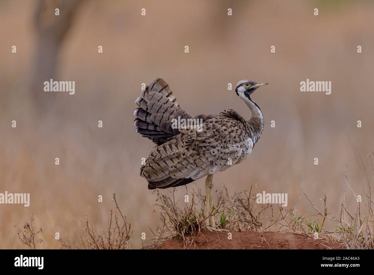 Korhaan bird ritratto Foto Stock