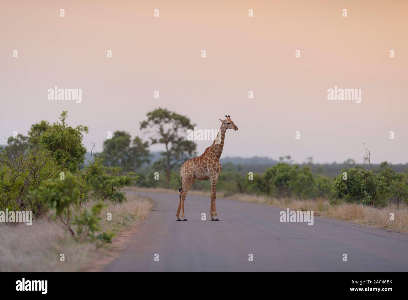 La giraffa nel selvaggio Foto Stock