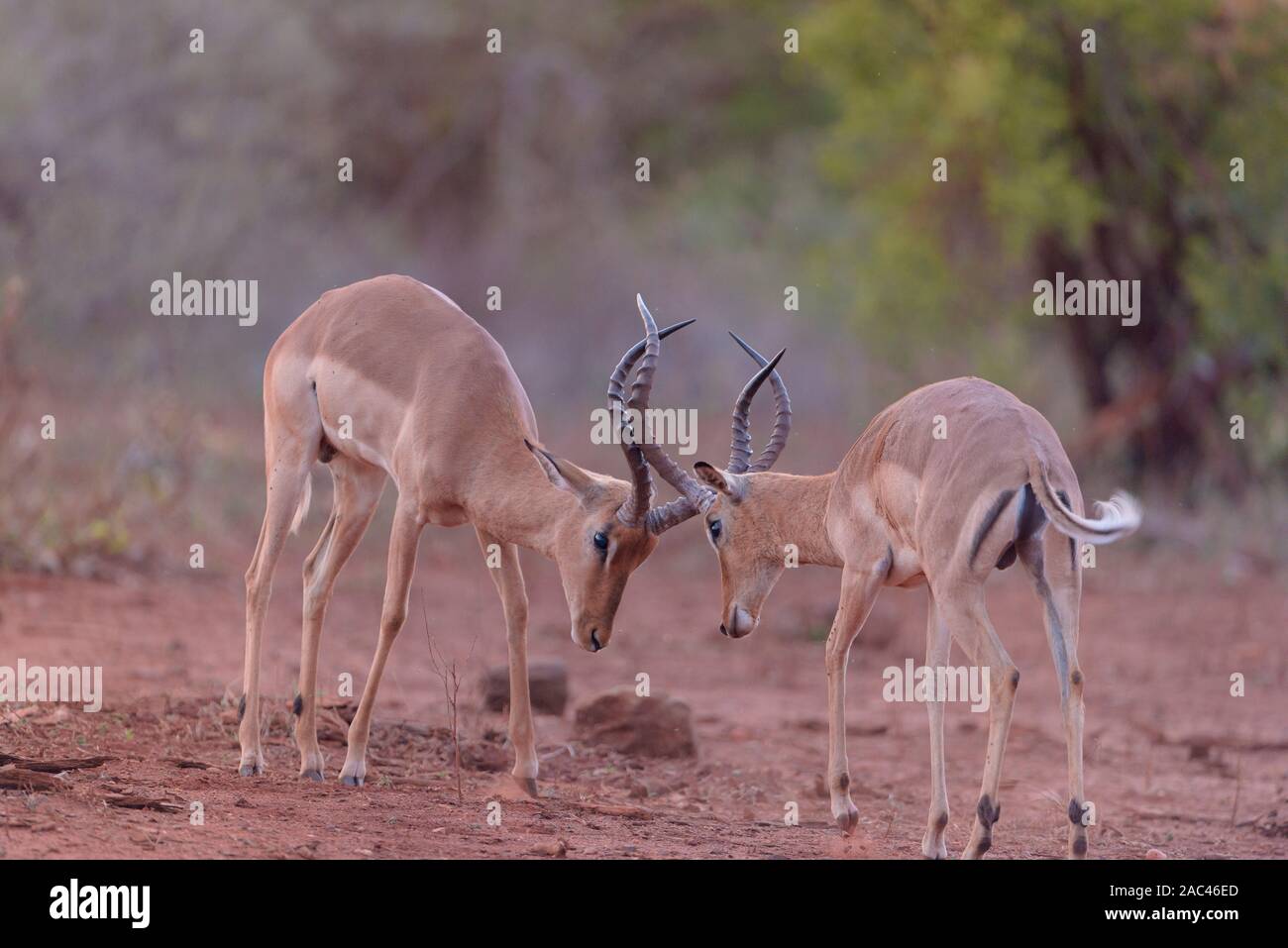 Impala, selvatico africano impala Foto Stock