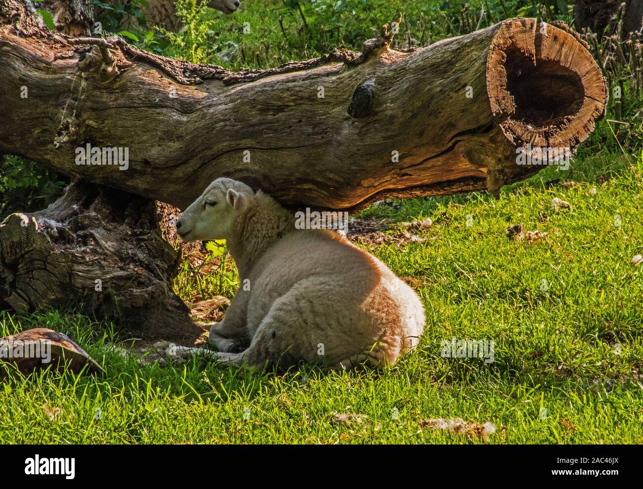 Pecore a Chirk Castle Foto Stock