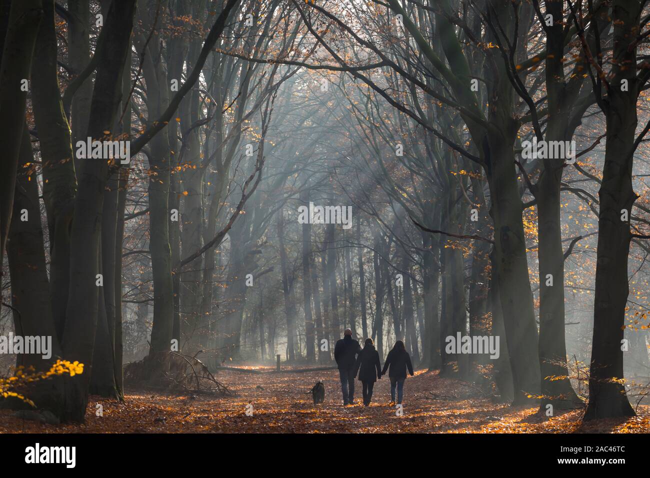 La gente camminare un olandese autunno foresta con sunray nella nebbia Foto Stock