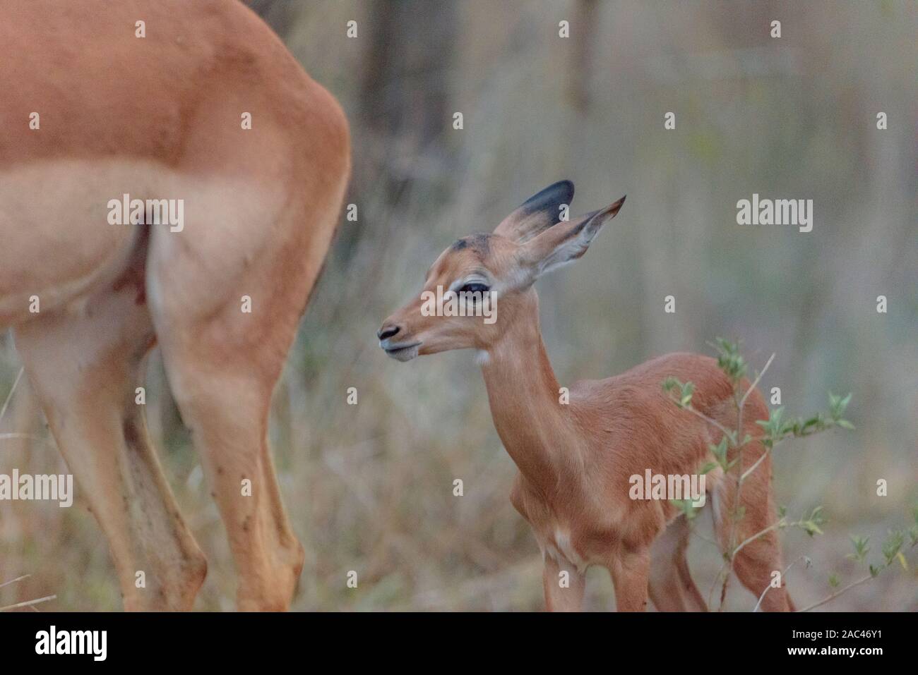 Baby impala con mom carino impala vitello Foto Stock