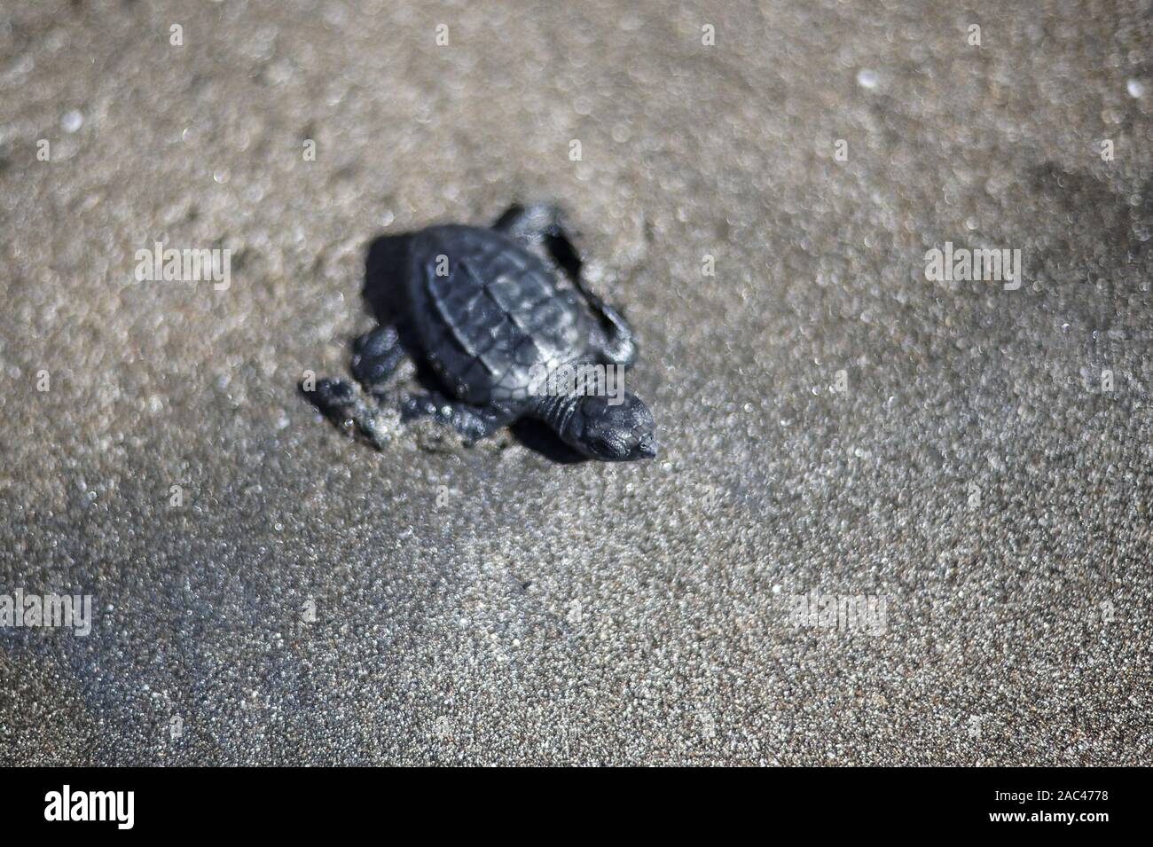 La Libertad, El Salvador. 30 Novembre, 2019. Un nata recentemente golfina raggiunge la tartaruga di mare dopo eâ rilasciare in El Zonte spiaggia come parte di una natura sforzo di restauro Credit: Camilo Freedman/ZUMA filo/Alamy Live News Foto Stock