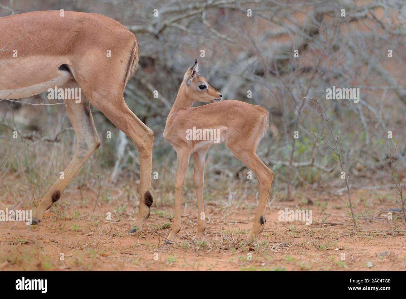 Baby impala con mom carino impala vitello Foto Stock