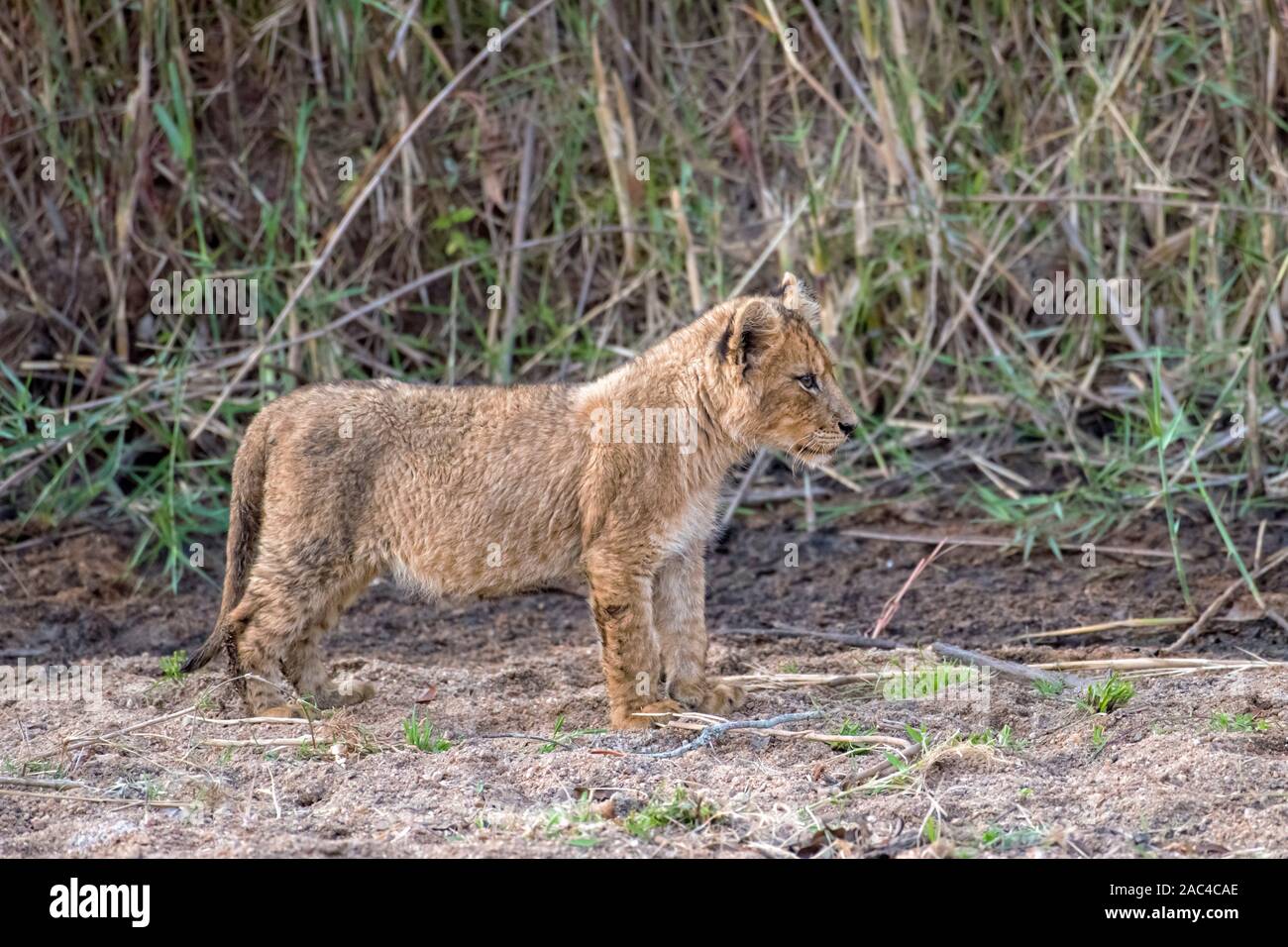Adorabili Lion Cub in piedi nella sabbia di un fiume in Sud Africa Foto Stock