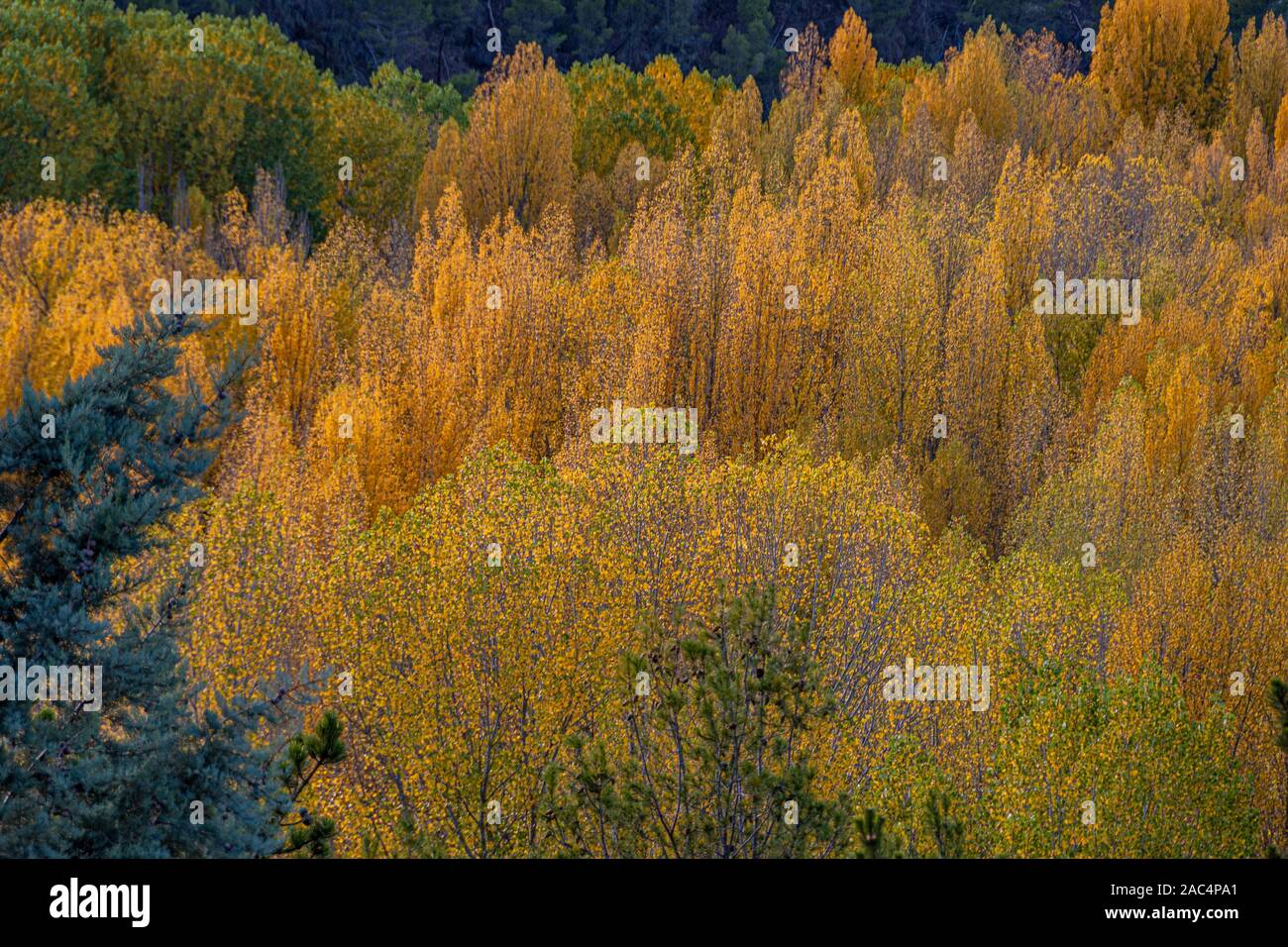 Foresta con diverse specie arboree e collage di colori autunnali. Foto Stock