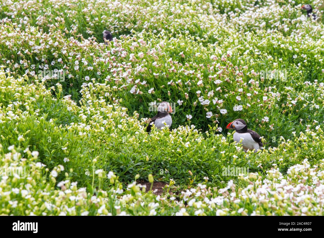 Colonia di pulcinelle di mare, con colorati luminosamente becchi, sa anche come puffinry, un circo, un nido, una raccolta o una minaccia, nel farne Islands Foto Stock