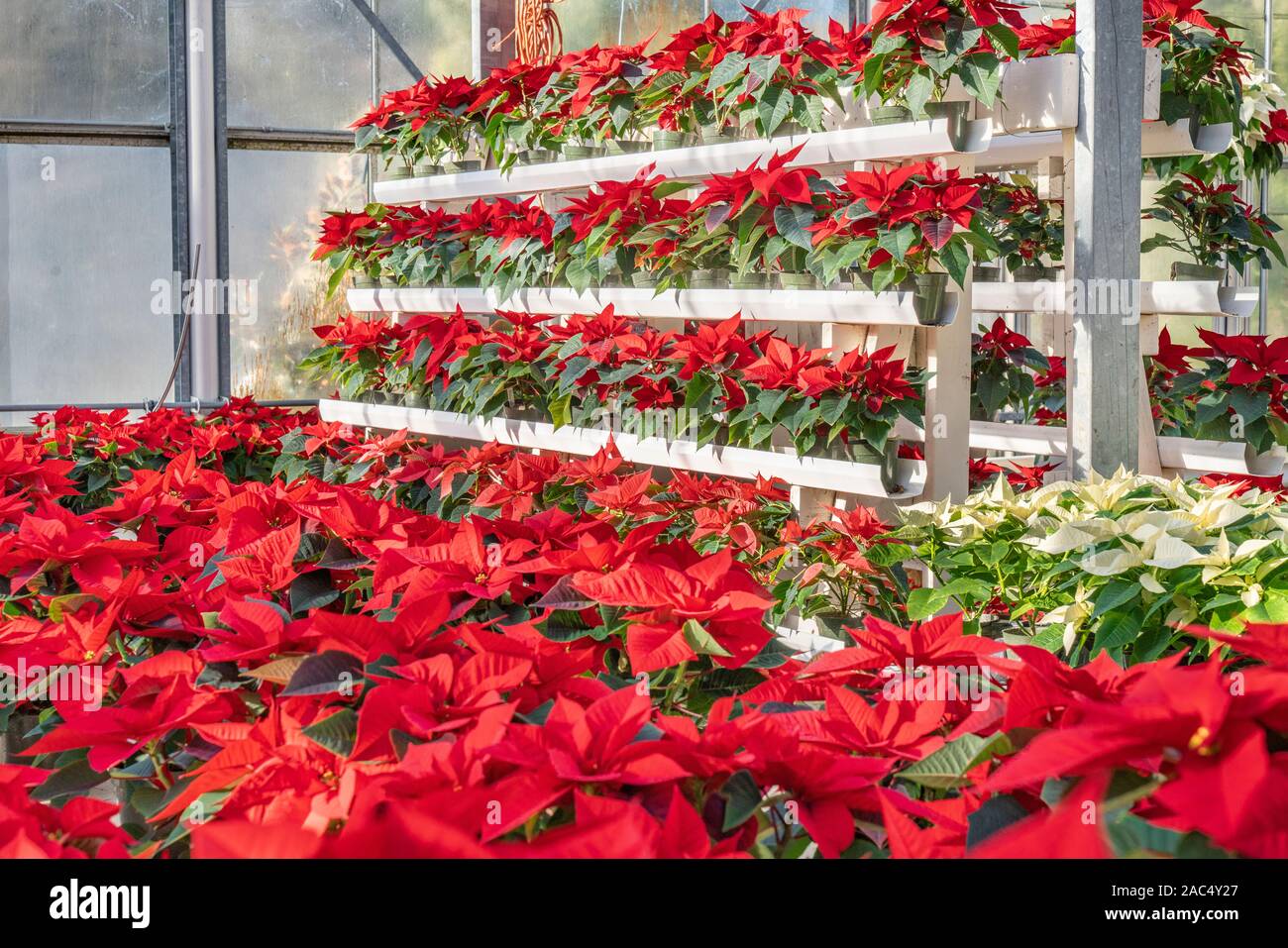 Gli scaffali pieni di colore rosso brillante piante poinsettia pronto per essere holiday addobbi e regali. Foto Stock