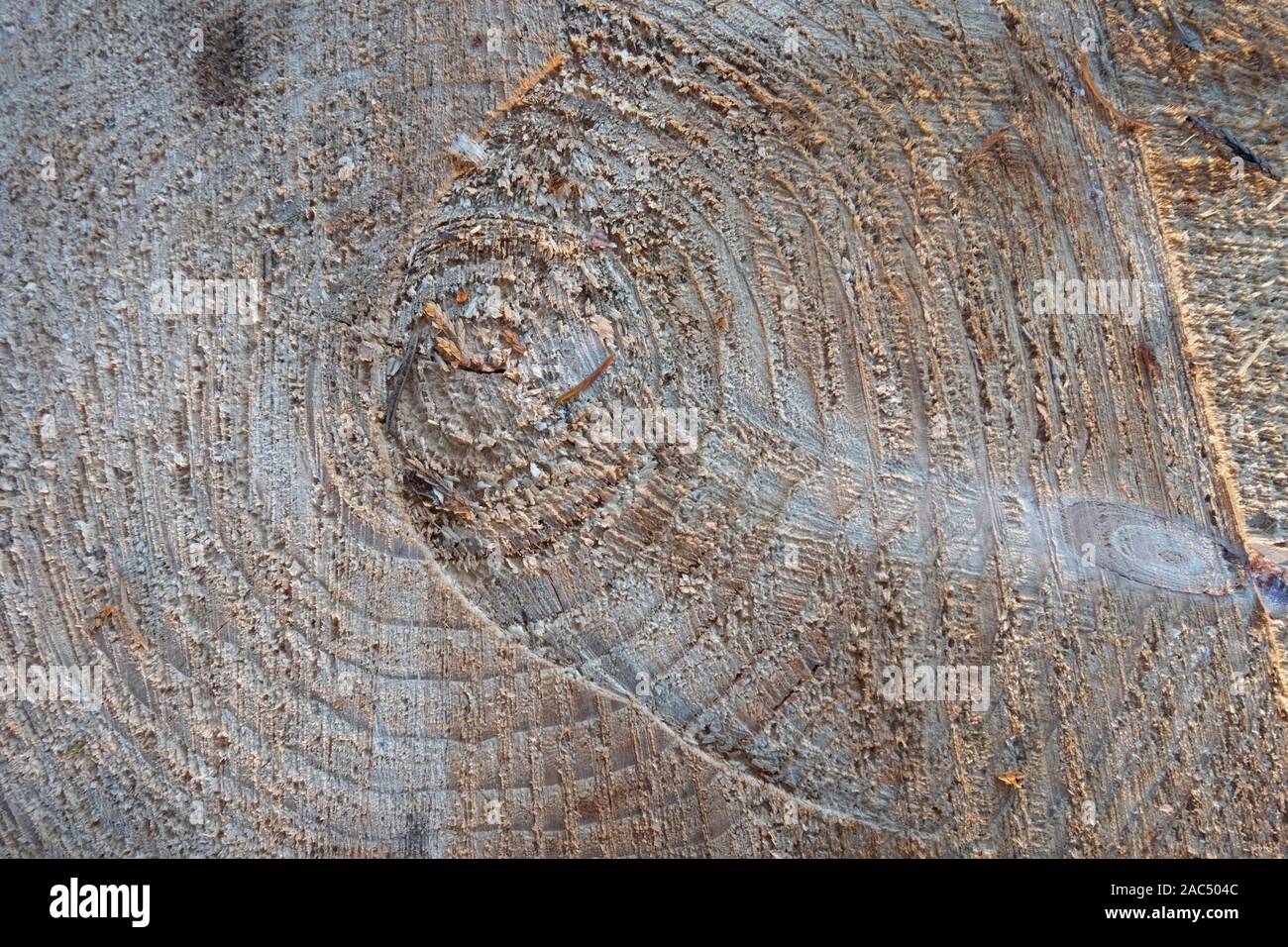 Texture di legno,xilografia a sezione circolare con gli anelli annuali,sfondo naturale.Close up. Foto Stock