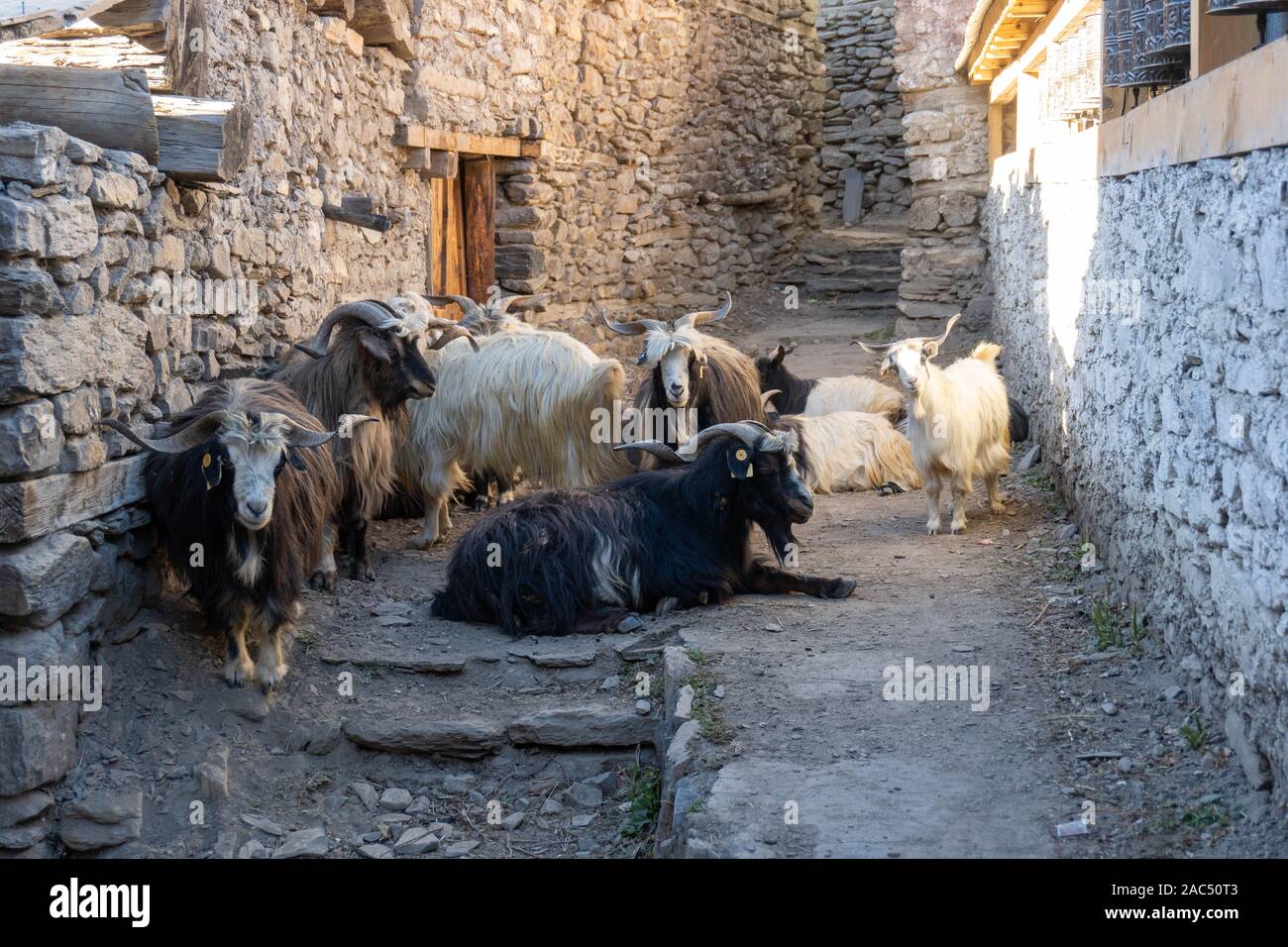 Lunghe capre a pelo su una strada sterrata in un villaggio di montagna. Nepal Foto Stock