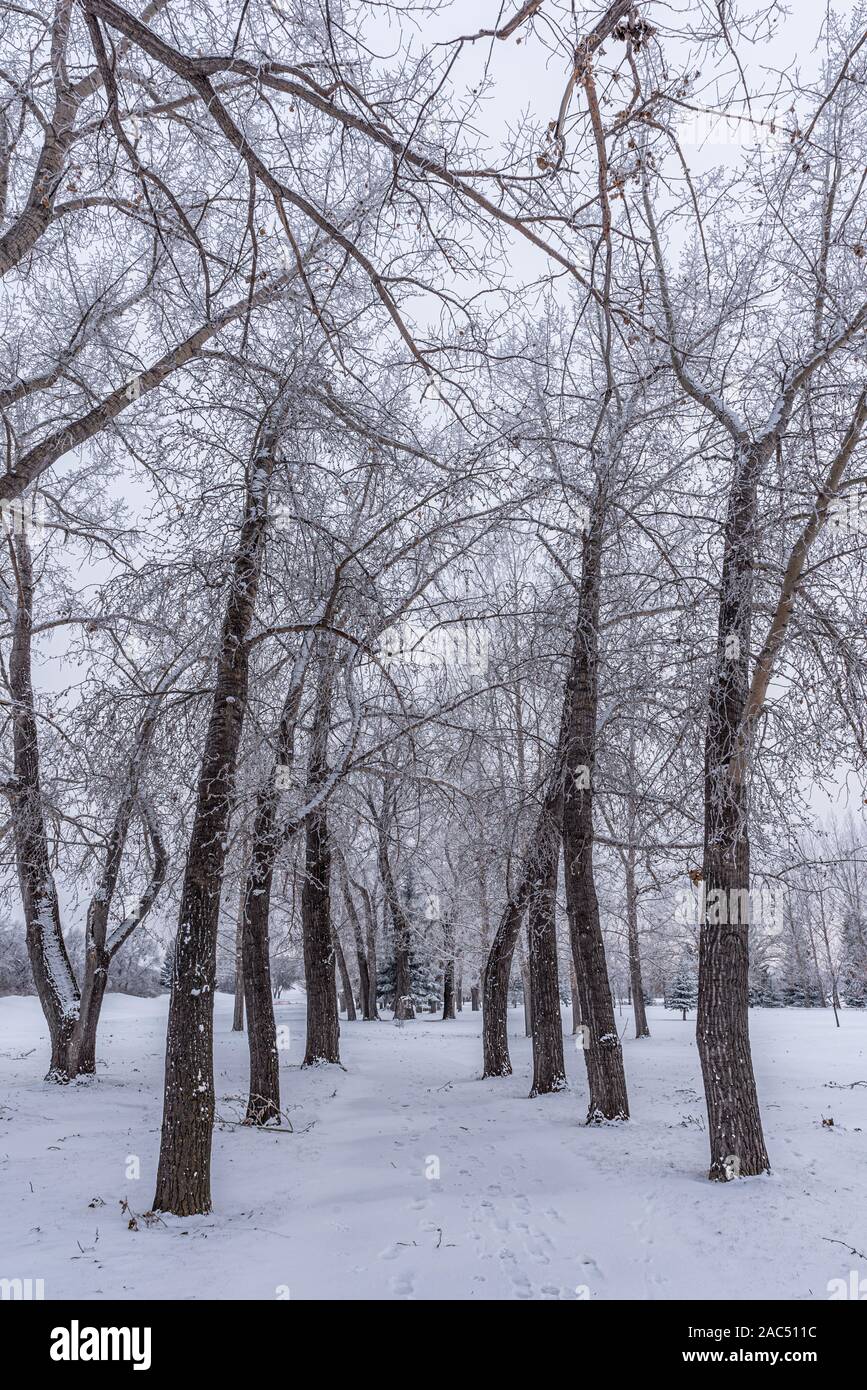 Un percorso di trasformata per forte gradiente frost alberi coperti Foto Stock