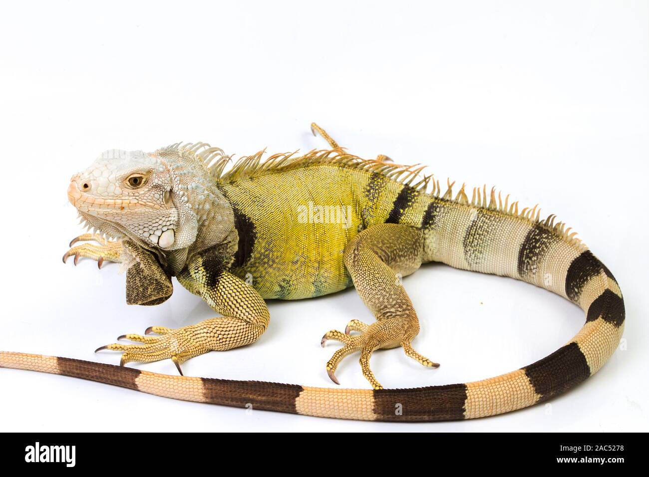 Grande iguana verde isolato su uno sfondo bianco Foto Stock