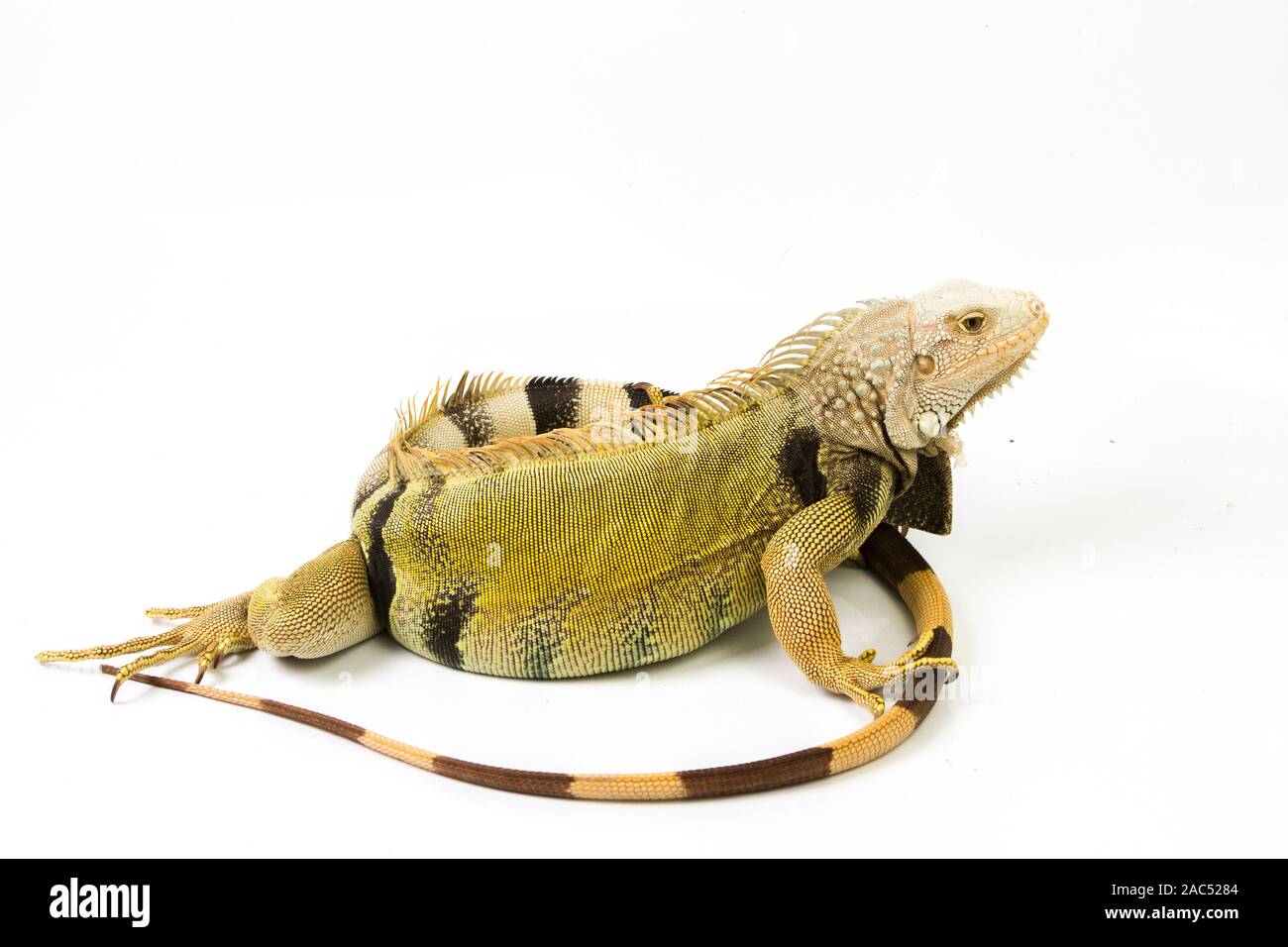Grande iguana verde isolato su uno sfondo bianco Foto Stock