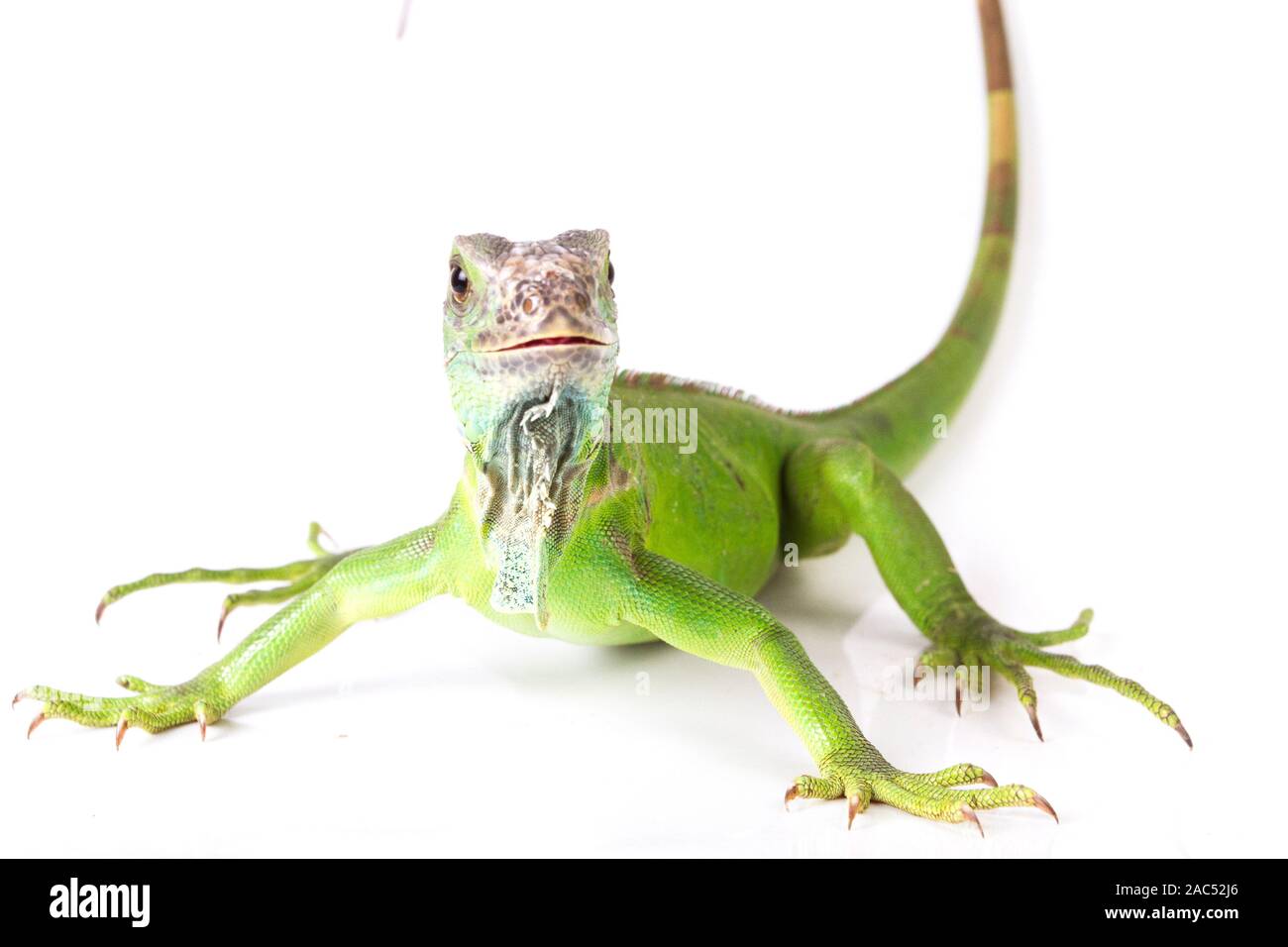 Verde (iguana Iguana iguana) isolato su sfondo bianco Foto Stock