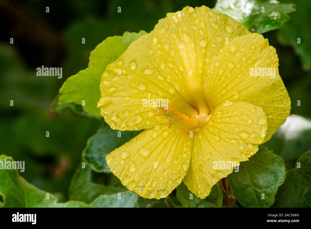 Kapa rendendo sulla Big Island: un close-up della nativa ma'o hau hele (Hibiscus brackenridgei o nativa di ibisco giallo), che viene utilizzato per fare in modo che il colorante wh Foto Stock