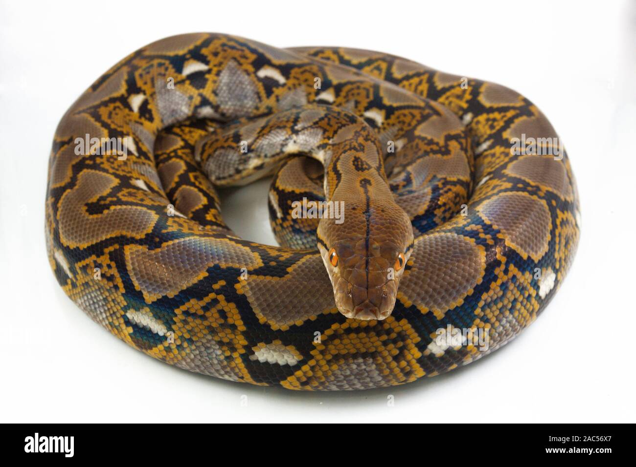 Pitone reticolato (Python reticulatus) isolato su sfondo bianco. Foto Stock