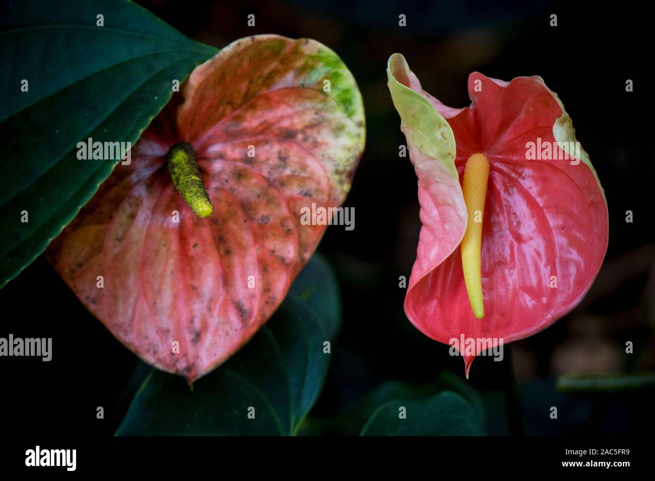 Due anthurium in corrispondenza di Hawaii Tropicale Giardino botanico vicino Onomea Bay in Papa'ikou vicino a Hilo, Big Island delle Hawai'i. Foto Stock