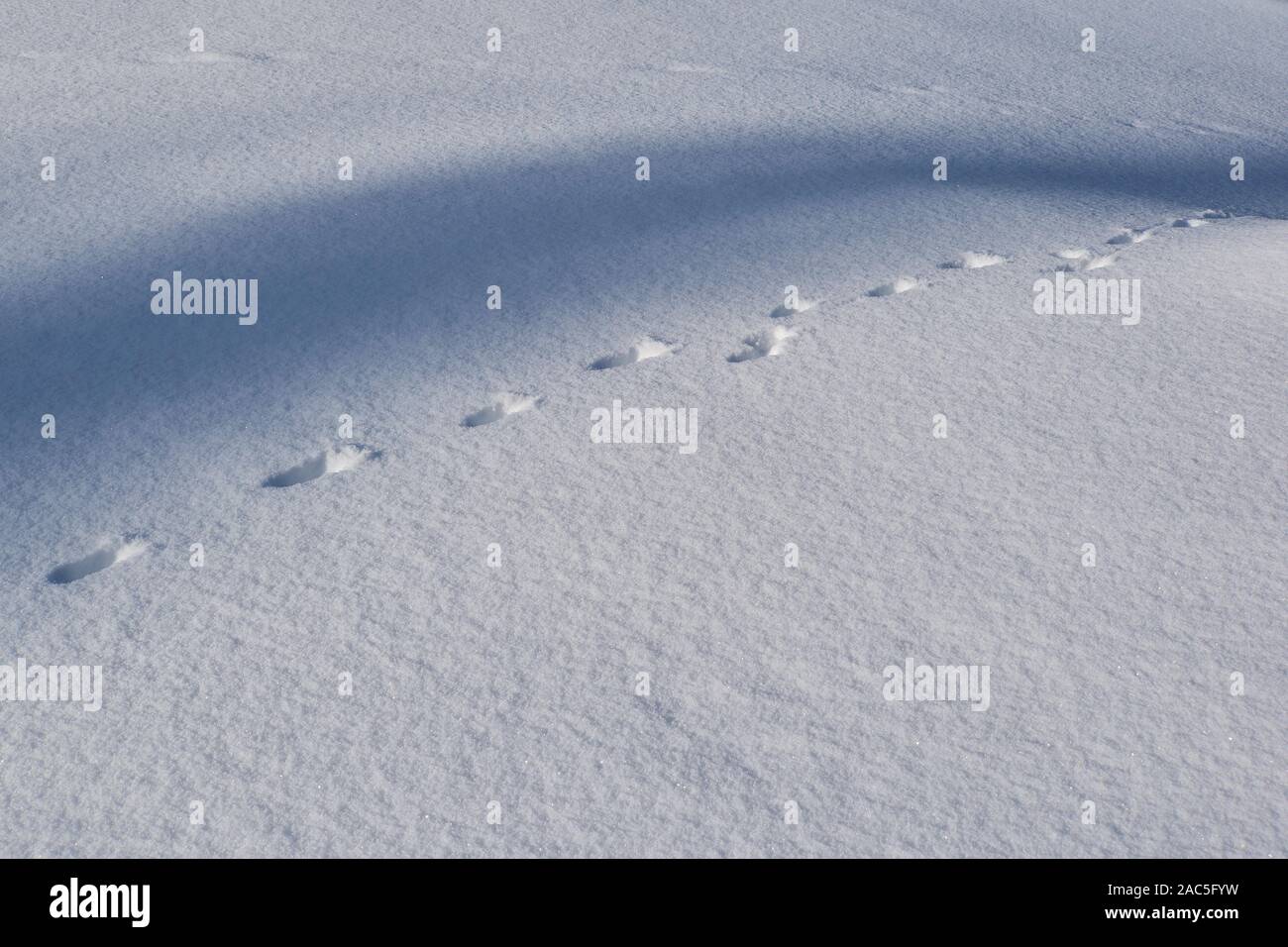 Il campo coperte di neve e le ombre e le impronte di animali Foto Stock