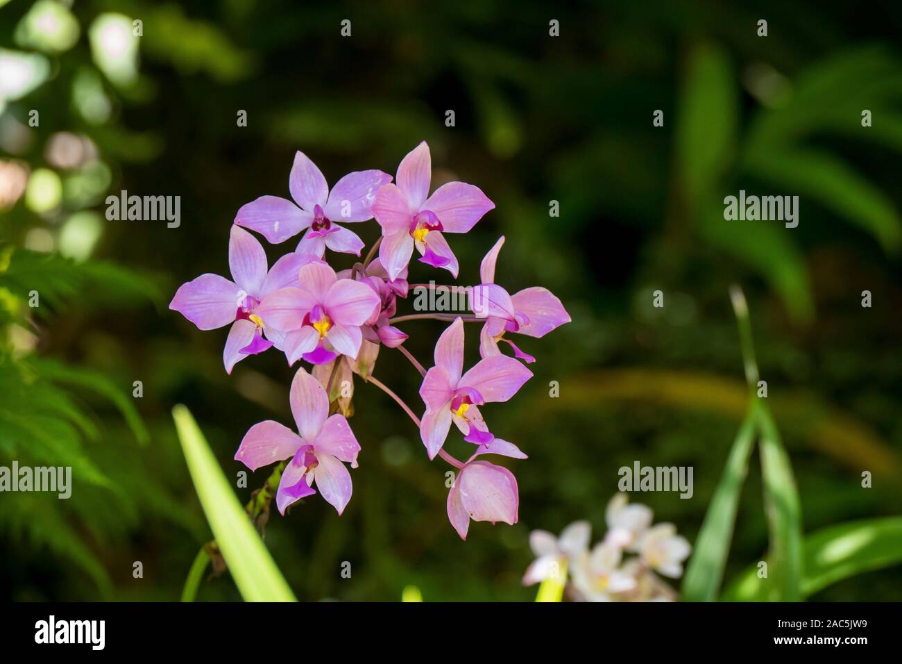 Delicato orchidee in Hawaii Tropicale Giardino botanico vicino Onomea Bay in Papa'ikou vicino a Hilo, Big Island delle Hawai'i. Foto Stock