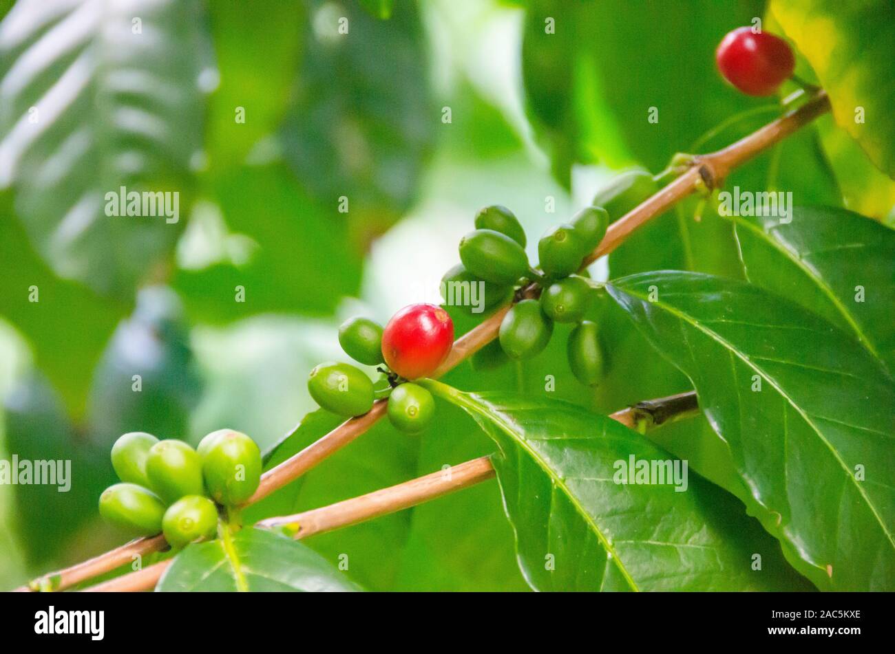 Rosso e verde le ciliegie di caffè a Kaleo's Koffee orchard in Pa'auilo Mauka sulla Big Island. Foto Stock