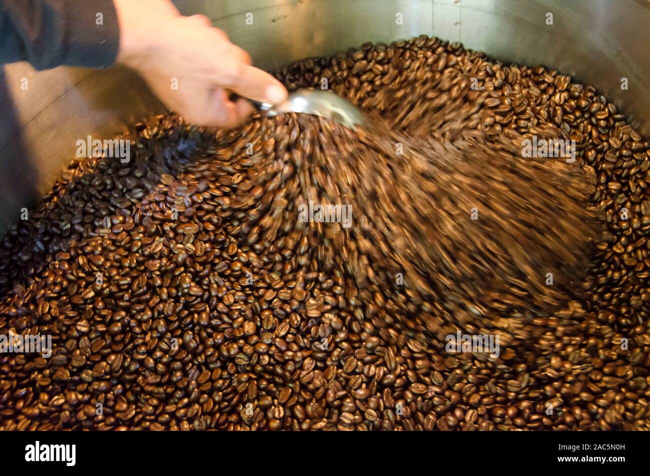 Proprietario Kaleo ribaltamento di caffè torrefatto in grani come si raffreddano, Kaleo's Koffee, Pua'a Kea Farm, Pa'auilo, Big Island. Foto Stock