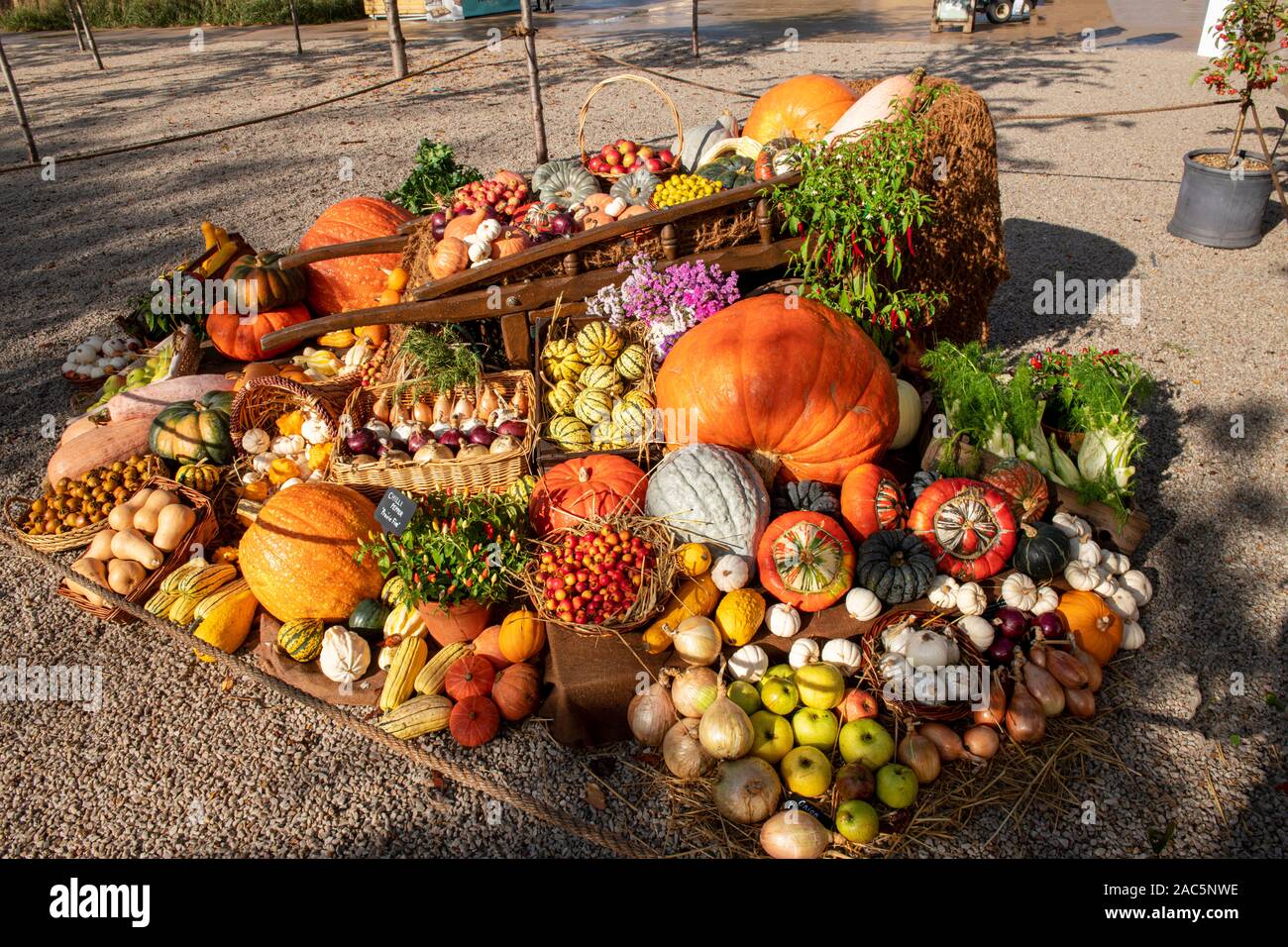 In autunno produce display, il tempo del raccolto Foto Stock