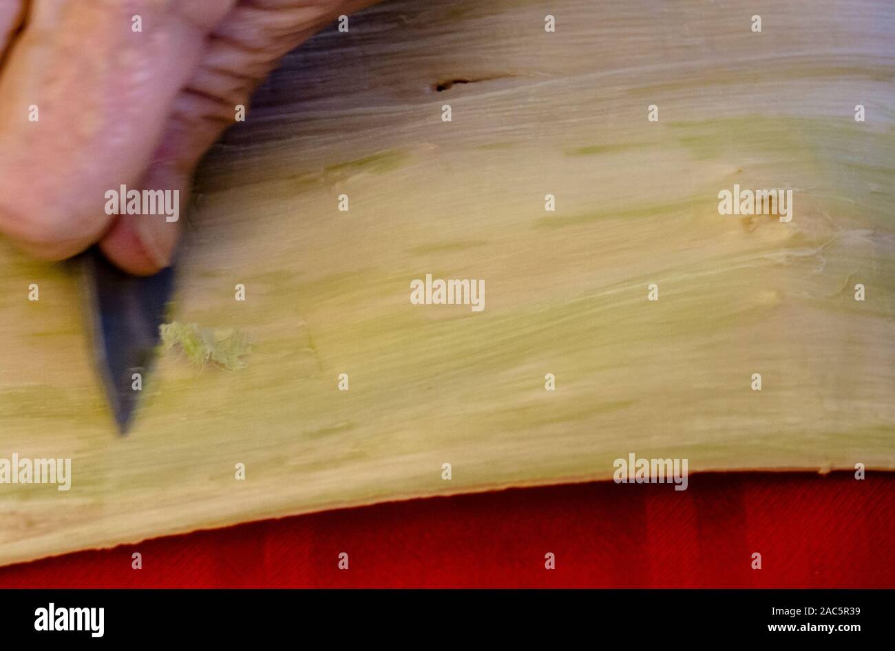 Kapa rendendo sulla Big Island: un kapa maker raschia bit della corteccia colorata da imbevuto wauke, lasciando le fibre bianche. Foto Stock