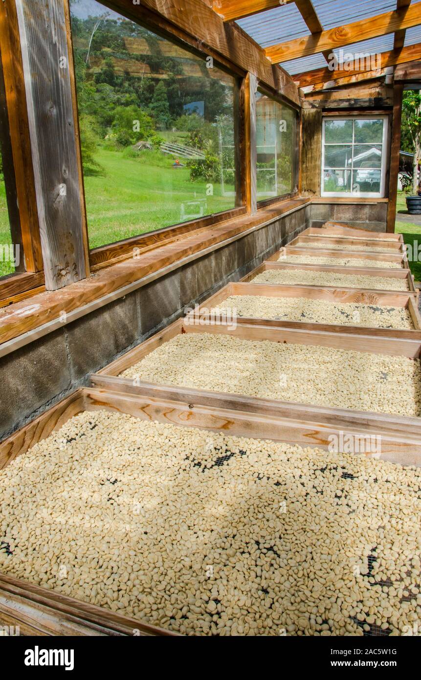 Materie i chicchi di caffè essiccazione su delle tavolozze in sun, Kaleo's Koffee, Pua'a Kea Farm, Pa'auilo, area Hamakua, Big Island. Foto Stock
